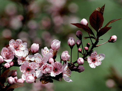 Knospen